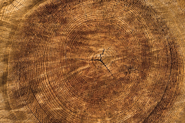 salah satu kelebihan kayu gaharu adalah bisa digunakan sebagai bahan obat herbal dan furniture